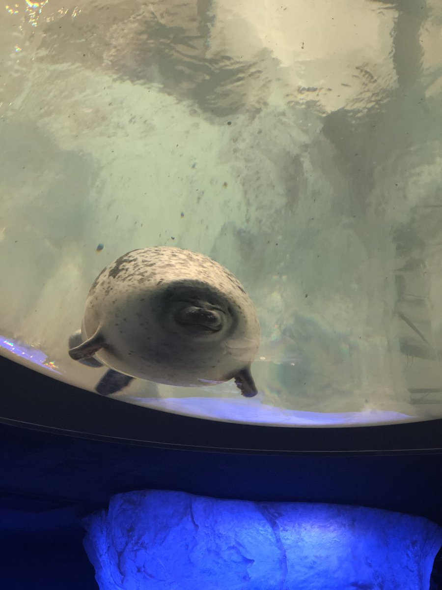 ありちゃん 海遊館 に行ってアザラシ見た アザラシだけ楽しかった アザラシの真似してる吉木 やっぱり水族館は好きじゃない 乗ったら別れる っていうジンクスのある観覧車にも乗ってきた 観覧車も好きじゃない けど楽しい幸せなん1日でした