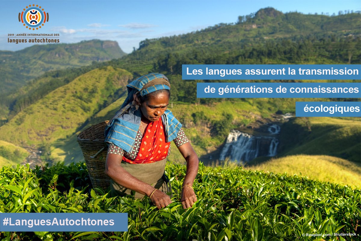 DelegamexUNESCO's tweet photo. El día de hoy continua el #FestivalDeCineIndígenaEnLínea #OIFF de la @UNESCO con la segunda parte del tema Conocimientos sobre ecología de los pueblos indígenas Descubre 8 películas más de México @IYIL2019 #SemanaLAC #LACWeek #WeAreIndigenous Aquí la lista: https://t.co/c2kaXrZYYr
