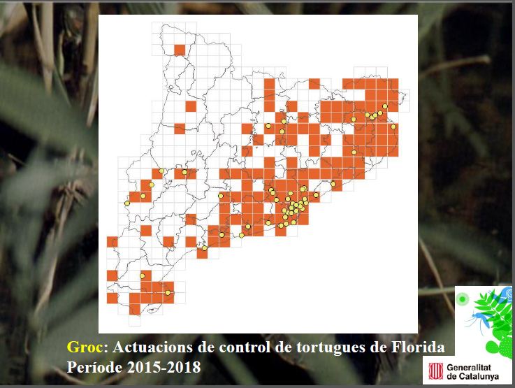 transicioeco's tweet photo. Des del @CRARC_Masquefa, Albert Martínez explica els principals problemes que cal coneixer de les tortugues com a #espèciesinvasores per poder lluitar contra els impactes que provoquen, amb totes les eines possibles. https://t.co/7hjQZFsVvs