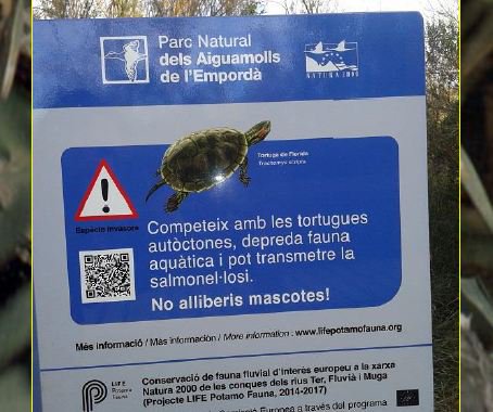 transicioeco's tweet photo. Des del @CRARC_Masquefa, Albert Martínez explica els principals problemes que cal coneixer de les tortugues com a #espèciesinvasores per poder lluitar contra els impactes que provoquen, amb totes les eines possibles. https://t.co/7hjQZFsVvs