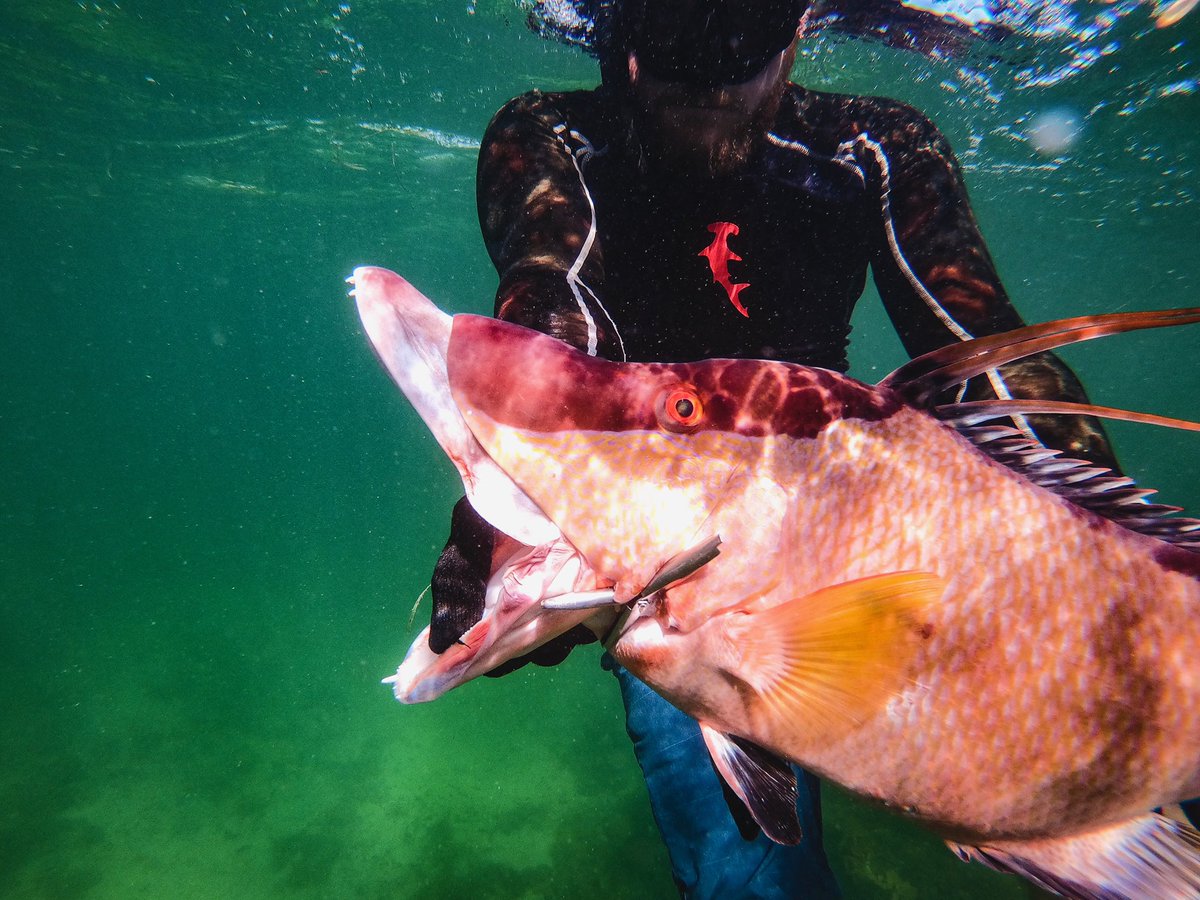 wakenbait's tweet photo. @sburns497 with a big bonus 🐷
#wakenbait #spearfishing #freedive #hogfish #bacon #inthemeat #iykyk #gulfofmexico #gaggrouper #spearo #gulfcoast #murkcrew #floridafishing #lovefl #getbaited https://t.co/ZOcXlBaLQh