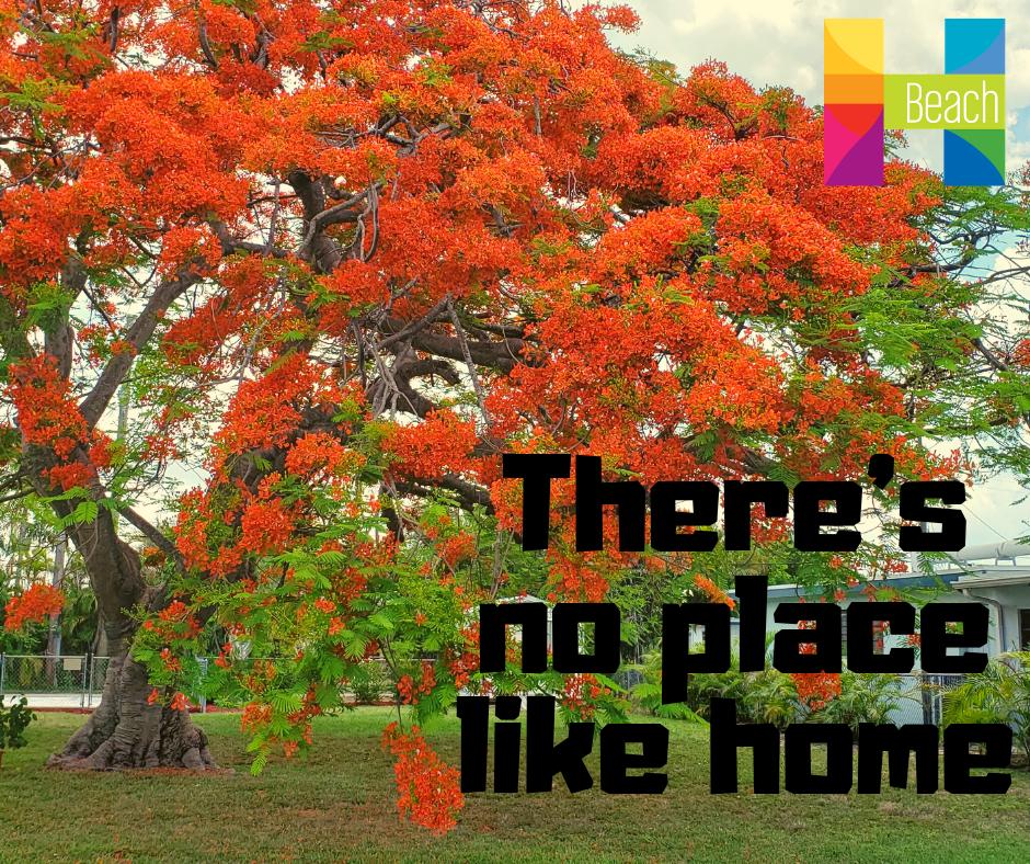 MYHBeach's tweet photo. The Royal Poinciana trees throughout the City are blooming and its beautiful! There is no place like home. #HBHere4U #Flowers #FlamboyantTree https://t.co/BVRJ9QCaRG