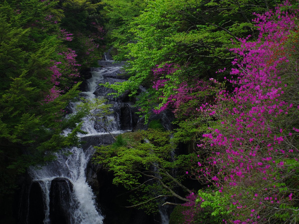 Hidamari 竜頭の滝にて トウゴクミツバツツジが見ごろを迎えておりました 栃木 日光 Nikko 滝 旅 避暑地 Hidamari 竜頭の滝にて トウゴクミツバツツジが見ごろを迎えておりました 栃木 日光 Nikko 滝 旅 避暑地