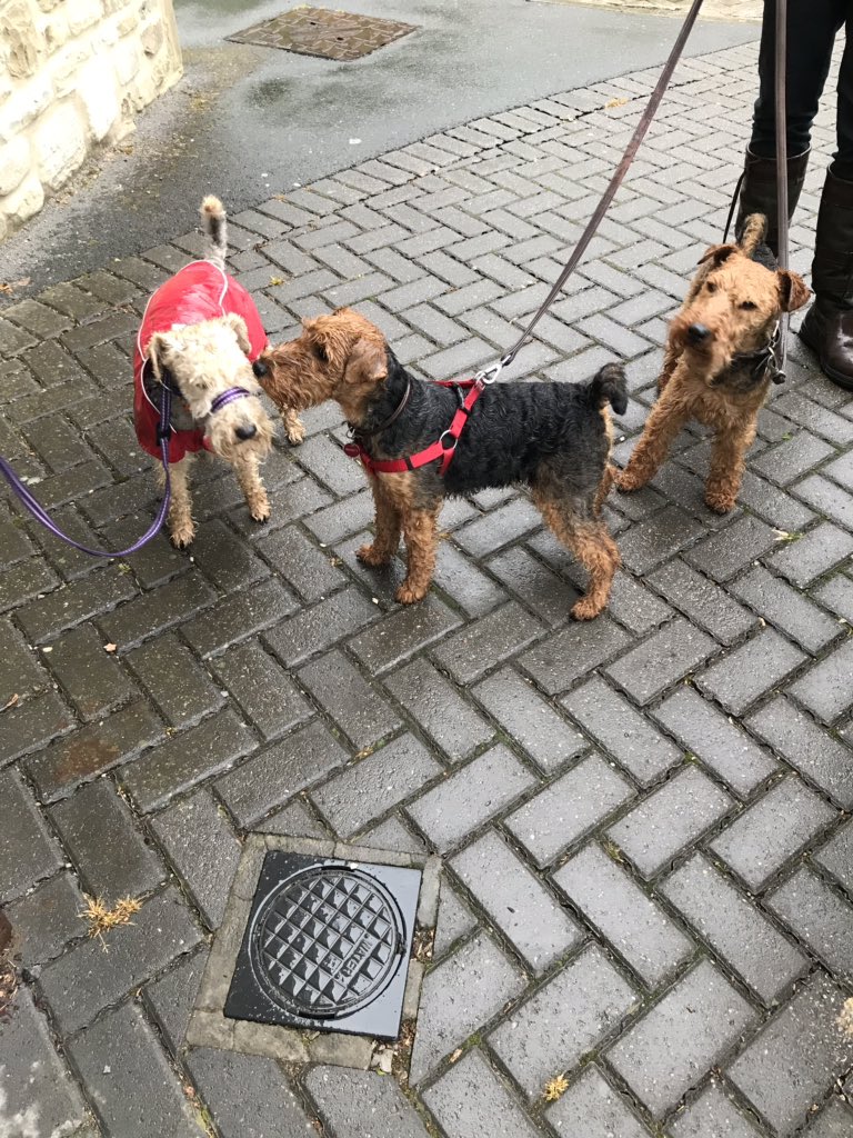 lakey_lola's tweet photo. And the highlight of my day, meeting up with Chuck & Olia to go for a walk; it was raining but we still had fun 😆🐶❤️#FunWithMyPals #HappyDays #AdventuresWithLola #LakelandTerrier #WelshTerrier #DogsOfTwitter @DogsAreLove2 @dogandpuplovers @BestDogPhotos https://t.co/61sEU4qDPM