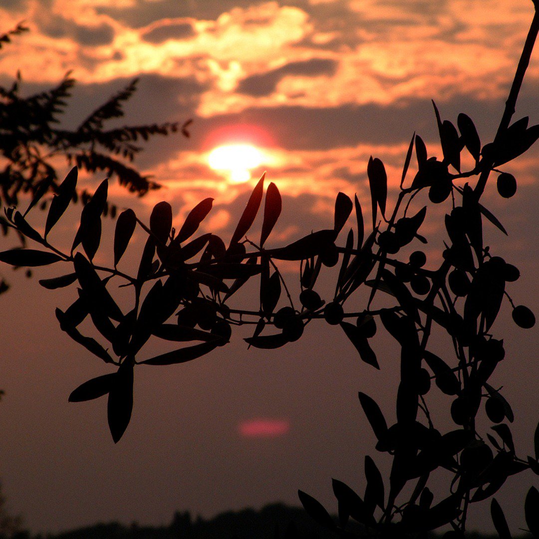 I tramonti che ci piacciono 🌅 
•
•
•

#laudemio #laudemiofrescobaldi #laudemiooliveoil #extravirginoliveoil #olioevo #oliotoscano #olioextraverginedioliva #oil #olio