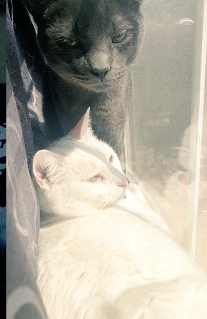 SweetBBPiccolo's tweet photo. My bruver Posha and I baskin in the Texas sun #sunbathing #ready4summer #texascats https://t.co/liLdoZSeUa