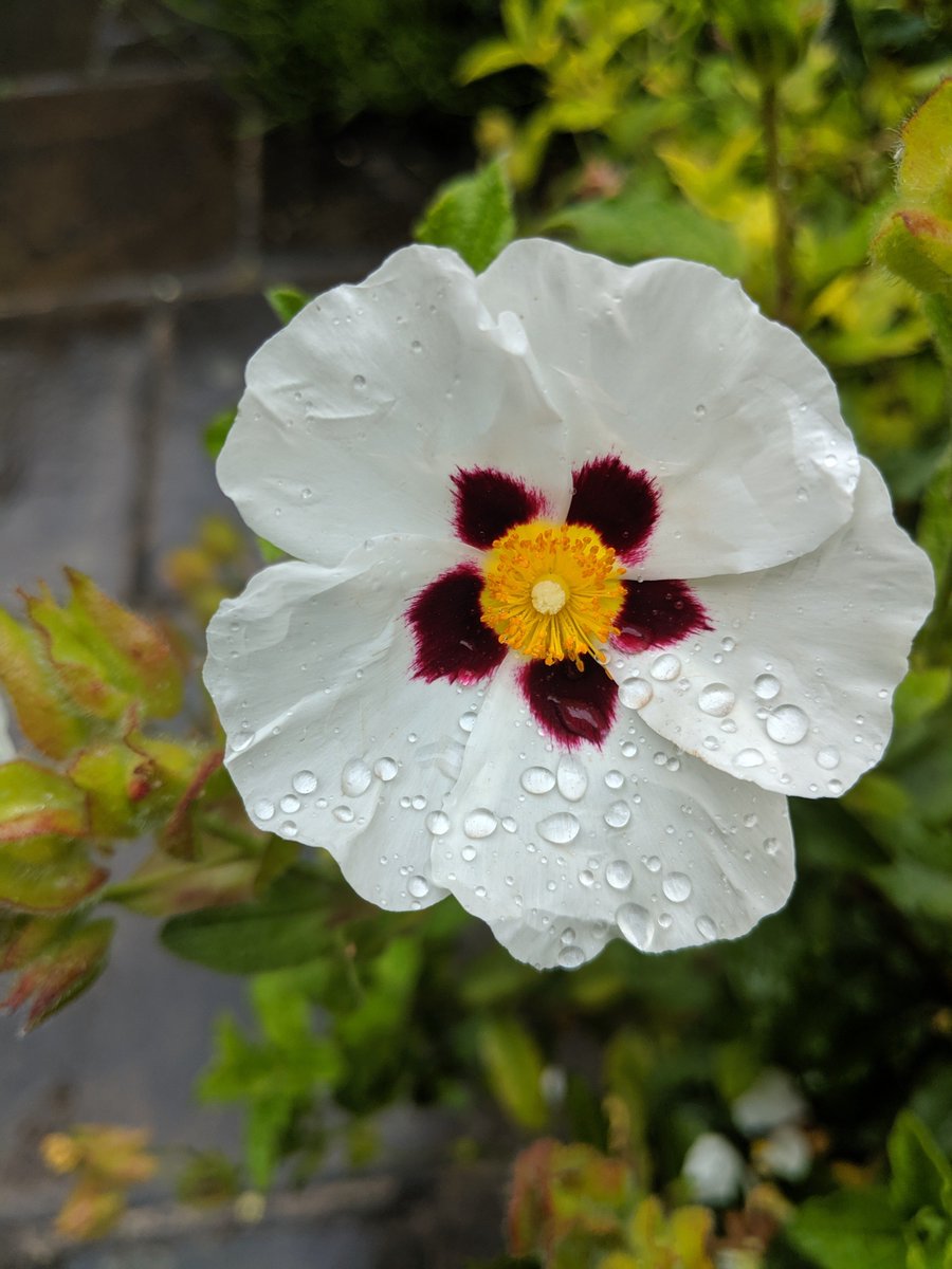 StJohnsGate's tweet photo. Come rain or shine we look forward to welcoming you to enjoy our blooming garden for an evening of live classical music, and well-deserved refreshment and relaxation following your day of garden exploration for #OGSW19 @OpenSquares. https://t.co/VwKOhPH769