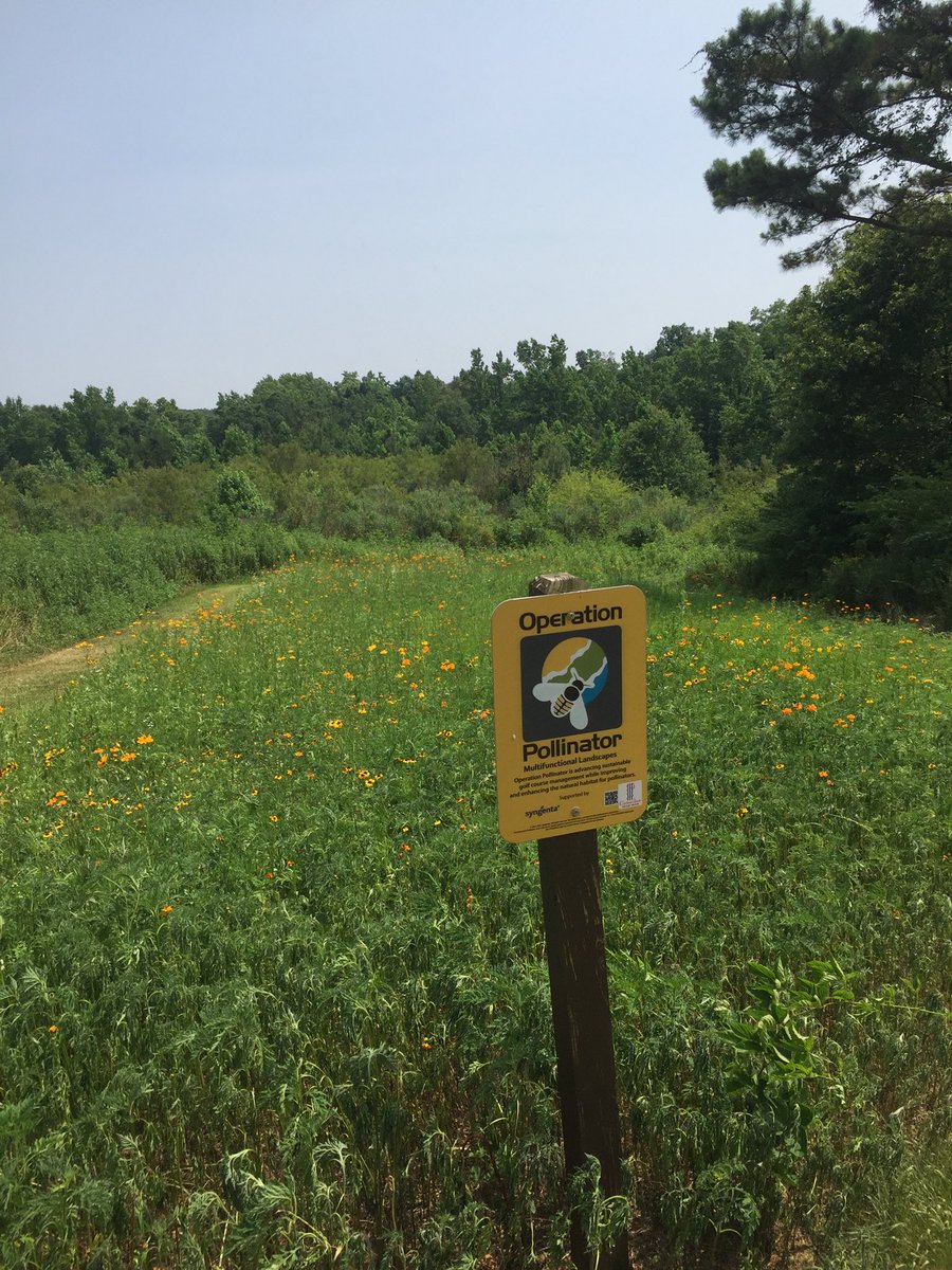 Starting to see good activity in Cateechee pollinator plots