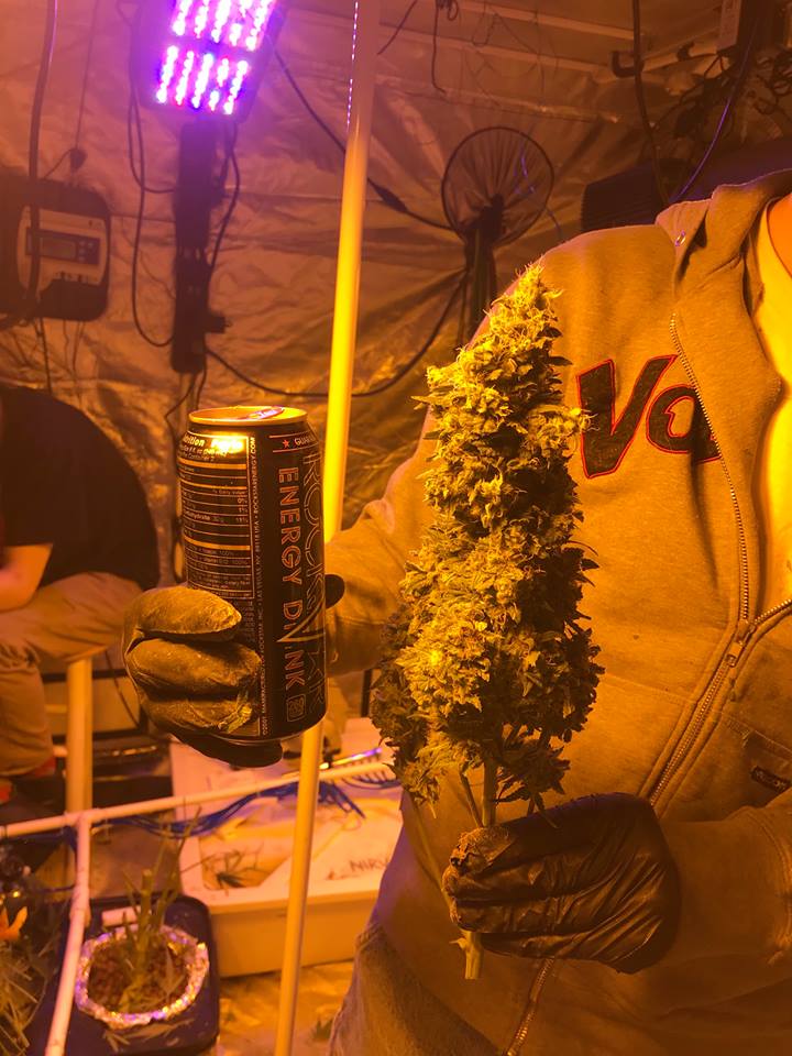 NirvanaShop's tweet photo. Blueberry kush autoflower #flowertabs #cannabis #legalize #gyo #marijuana #mmj #indica #Sativa #thc #cbd #dank #stoner #stoners #budporn
#greenporn #cannafam #cannafamily #ppp #greenthumb #dank #smokeweedeveryday #nirvanashop #nirvanaseeds #trichomes #nirvana #wesmokeweed https://t.co/OifCh4qsyU