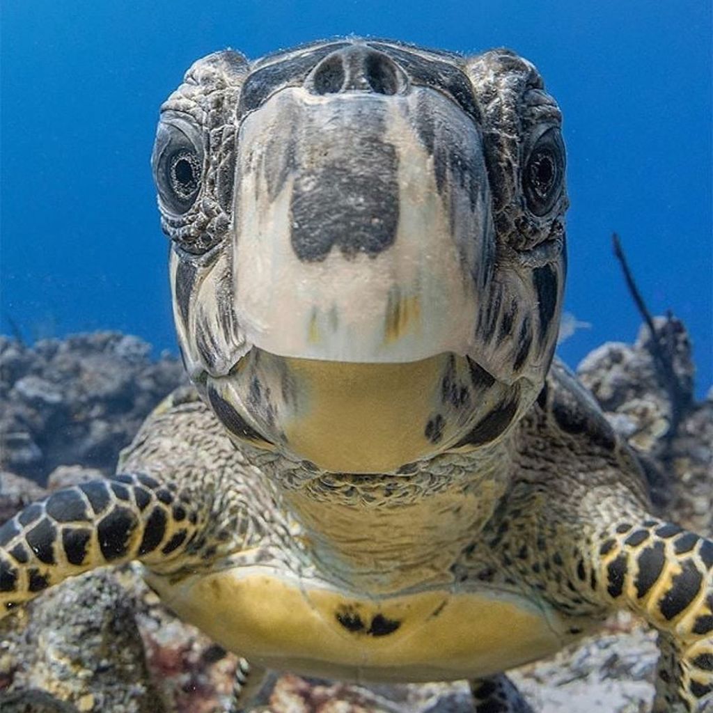 HELLO THERE! 👋🐢
Hope everyone is having a fantastic week so far!
PC: @caymanjason #SeaTurtleCamp
•
•
•
•
#seaturtle #seaturtles #turtle #turtles #turtlelover #turtlelovers #oceanlife #oceanlove #oceanlovers #saveouroceans #saveourseas #summercamp #summercamps #marinebiol…