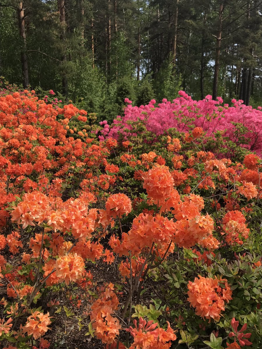 MerjaSainio's tweet photo. Kukkaloistoa #HaaganAlppiruusupuisto :ssa, alppiruusujen kukinta alkamassa, värikkäät atsaleat täydessä kukassa ja kukkien tuoksu huumaava. https://t.co/Pv3SfK16nj