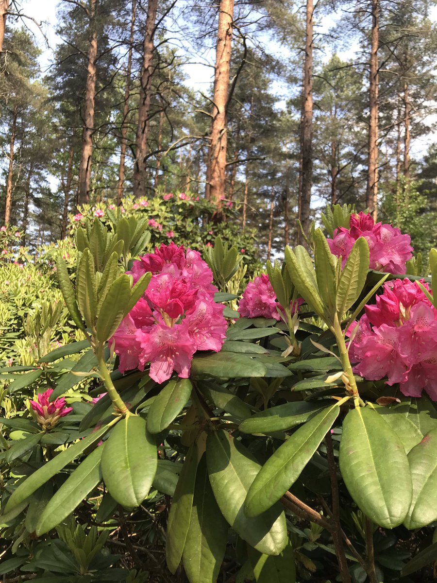 MerjaSainio's tweet photo. Kukkaloistoa #HaaganAlppiruusupuisto :ssa, alppiruusujen kukinta alkamassa, värikkäät atsaleat täydessä kukassa ja kukkien tuoksu huumaava. https://t.co/Pv3SfK16nj