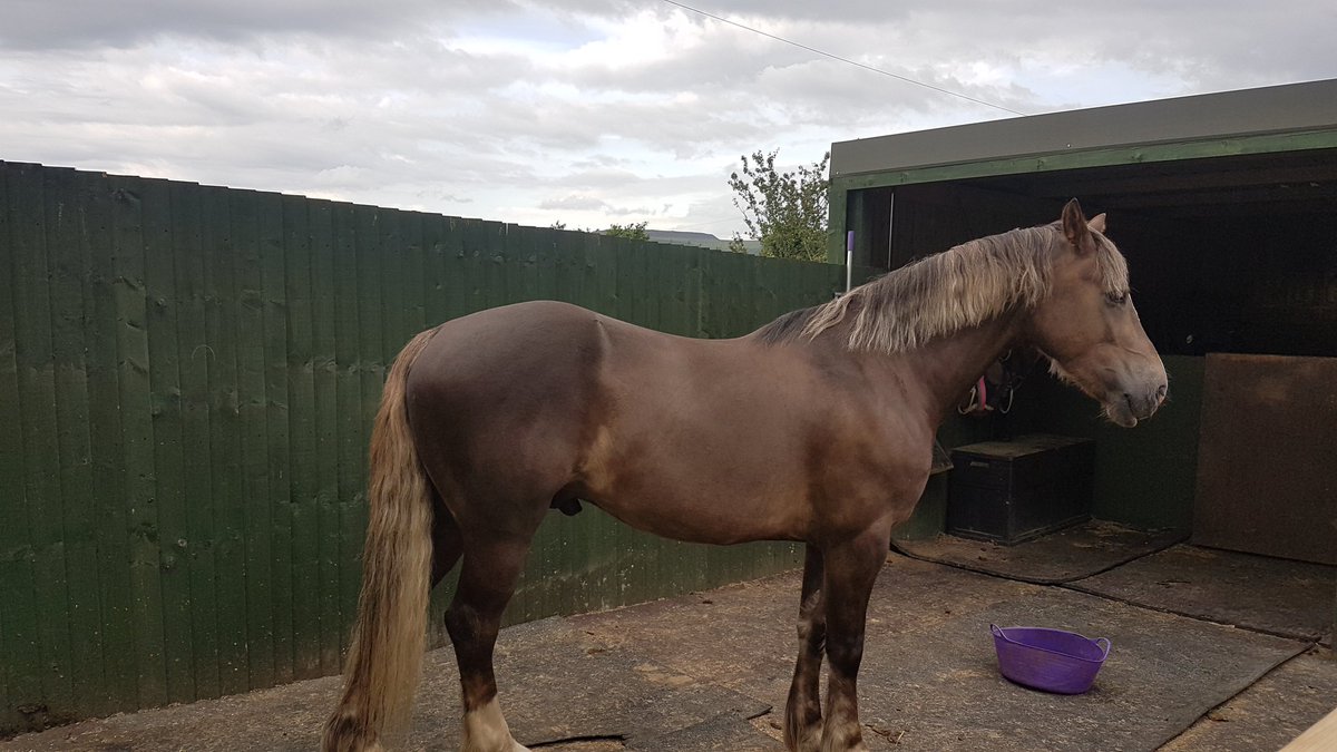 michbro85's tweet photo. Hoom Says she finally got some nice side on photos, little down hill but don't look too wonky! What do you guys think? Mum also says #bumworkoutrequired #butivehad8weeksoffsorude 
#pony #horse #cob #welshsectiond https://t.co/0F0efc64aU
