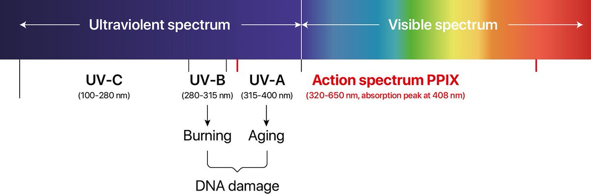 ClinuvelNews's tweet photo. Cutaneous porphyrias are characterised by an intolerance to the visible light spectrum. In #EPP for example, protoporphyrin IX (PPIX) molecules accumulate within the skin and induce an immediate and debilitating #phototoxic reaction.
#Raredisease #Porphyria https://t.co/UAIsTlLBVY