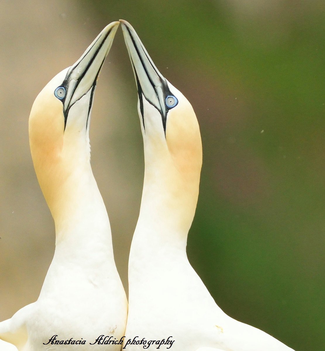 My favourite image of two Gannets bonding at #bemptoncliffs 
<a href="/BBCSpringwatch/">BBC Springwatch</a> <a href="/Natures_Voice/">RSPB</a> <a href="/NatGeo/">National Geographic</a> <a href="/NewNature_Mag/">New Nature Magazine</a> <a href="/WildlifeMag/">BBC Wildlife</a> #BBCWildlifePOTD #SpringWatch