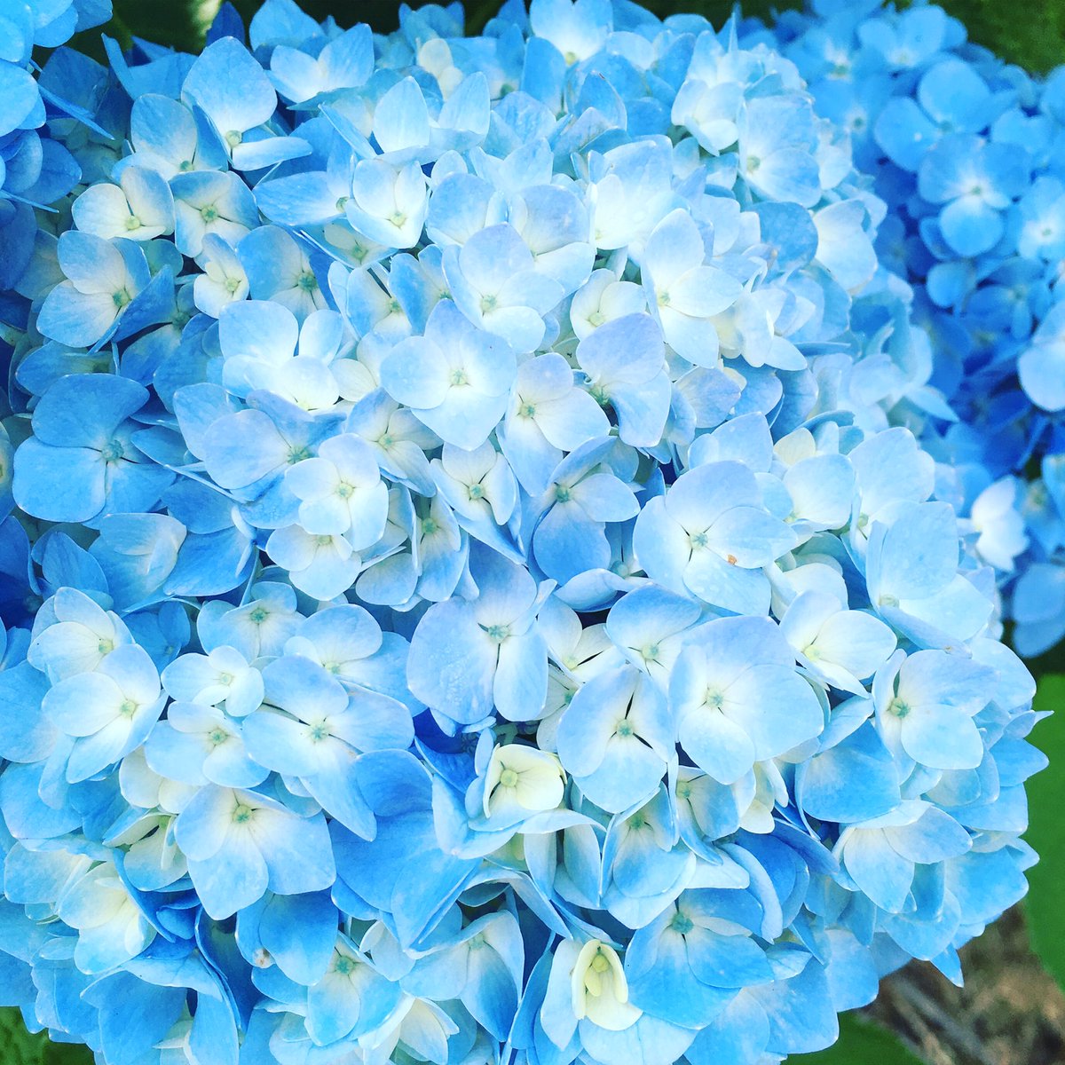 池ポチャ野郎 土により花の色が変わる花 紫陽花 あじさい 七変化 八仙花 花 フラワー 青い花 梅雨時の花 梅雨 土により花の色が変わる花 酸性は青 アルカリは赤 池ポチャ野郎 土により花の色が変わる花 紫陽花 あじさい 七変化 八仙花 花 フラワー 青い花 梅雨時の花 梅雨 土により花の色が変わる花 酸性は青 アルカリは赤