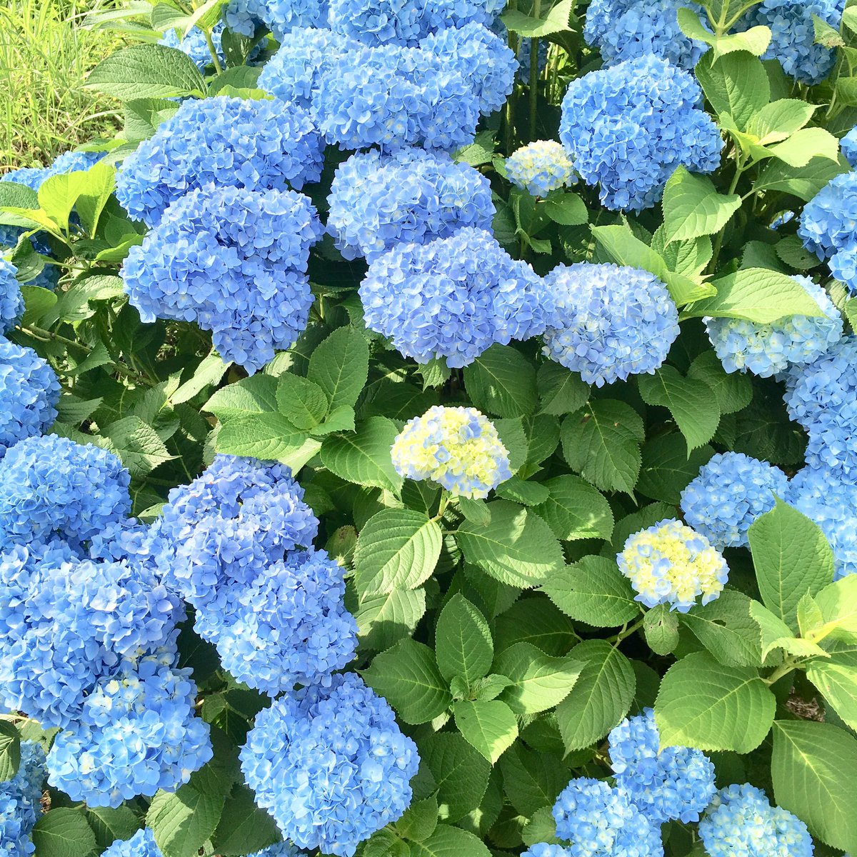 池ポチャ野郎 土により花の色が変わる花 紫陽花 あじさい 七変化 八仙花 花 フラワー 青い花 梅雨時の花 梅雨 土により花の色が変わる花 酸性は青 アルカリは赤