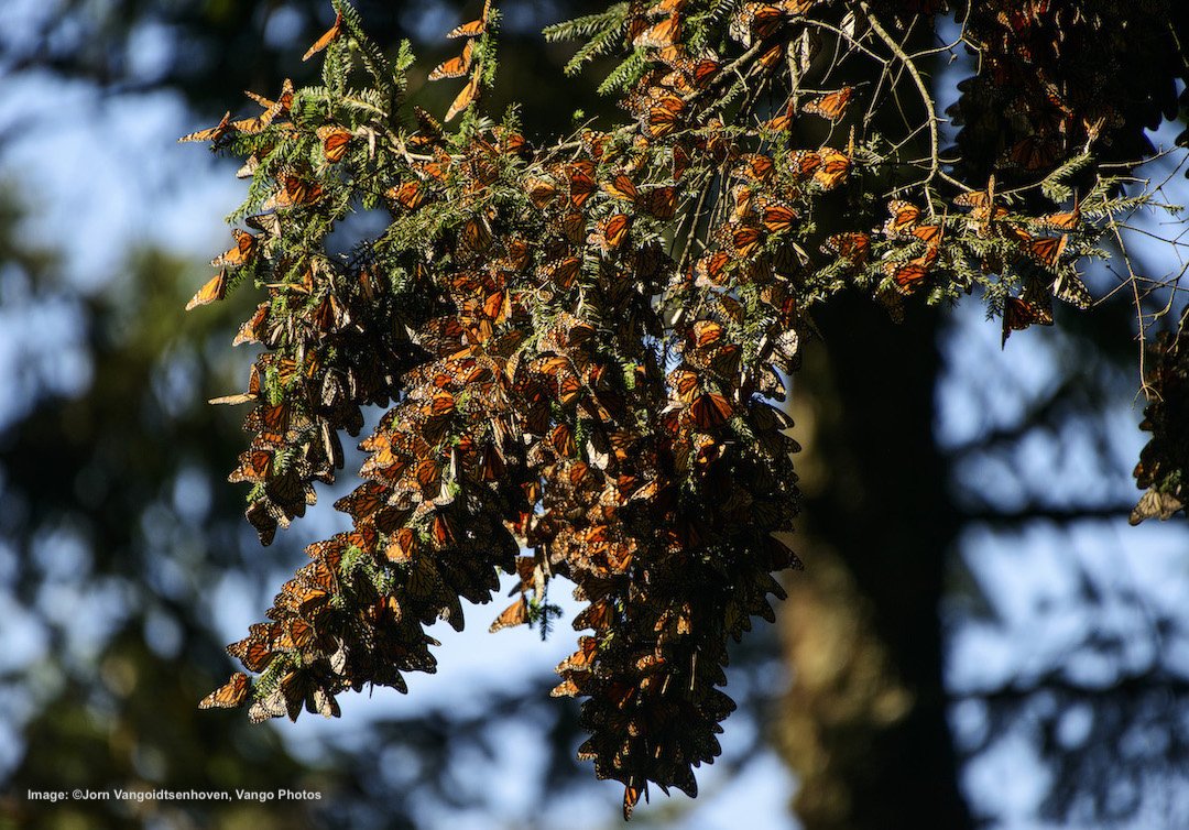 What is the Monarch #Butterfly Biosphere Reserve? Here's a Hint  #Minoácan #Mexico <a href="/UNESCO/">UNESCO 🏛️ #Education #Sciences #Culture 🇺🇳</a> @HetmannekePishttps://www.destinationwildlife.com/blog/the-best-place-to-see-monarch-butterflies