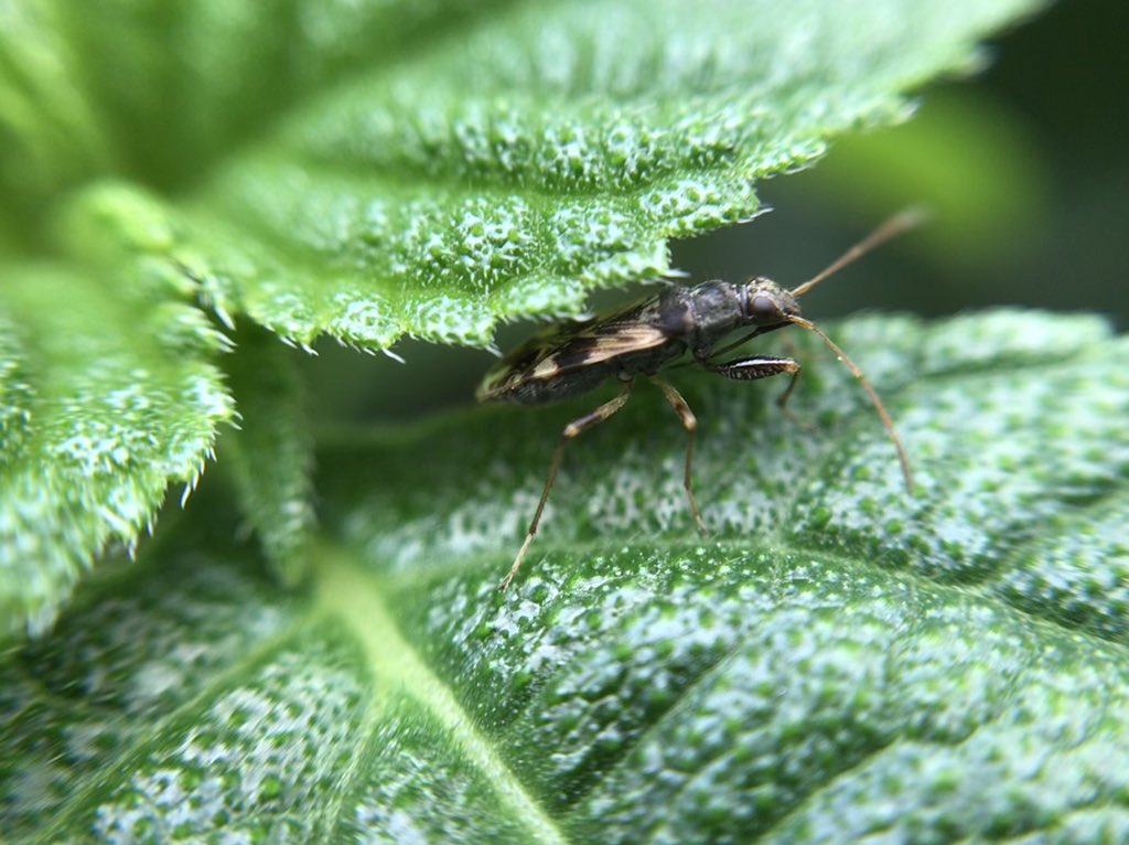 AngeloMerchan's tweet photo. Fotografía macro https://t.co/wEME6EmtnY