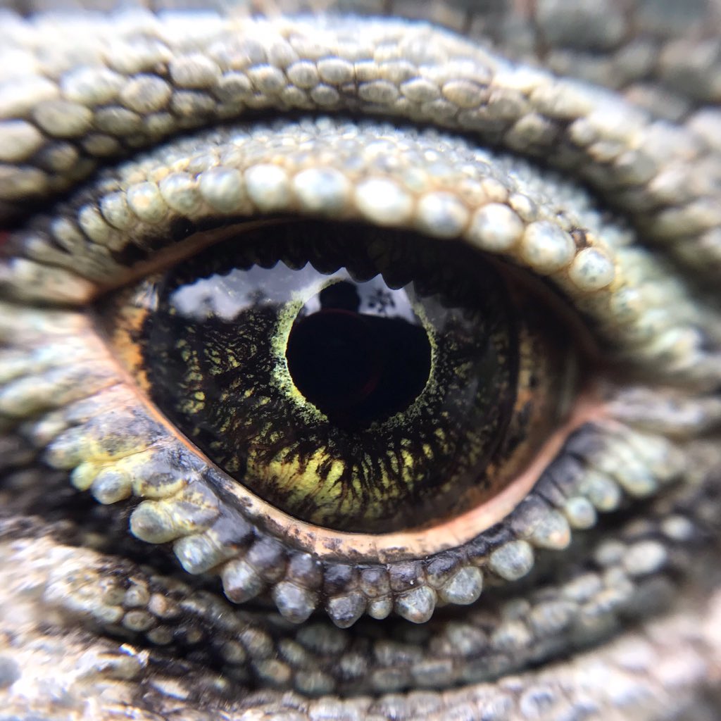 AngeloMerchan's tweet photo. Fotografía macro https://t.co/wEME6EmtnY