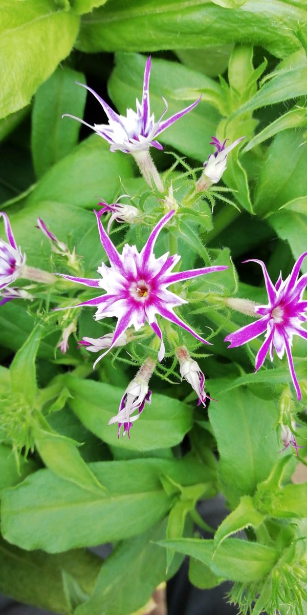 KentStNurseries's tweet photo. Here is a #star and #stripe Phlox as we have a #US visitor to our country. We think this flower #Trump s them all on this #rainyday.
@battlesussex @WOT_EastSussex @1066Tweets @MNEastSussex @HastingsShout @AgeUKESussex @EastSussexCC https://t.co/1VLQRQ0HhJ