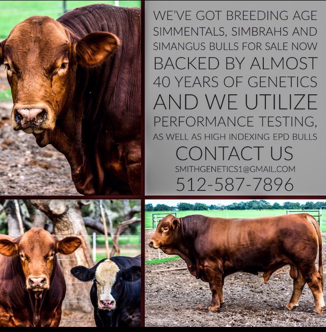 SmithGenetics's tweet image. #bullsforsale