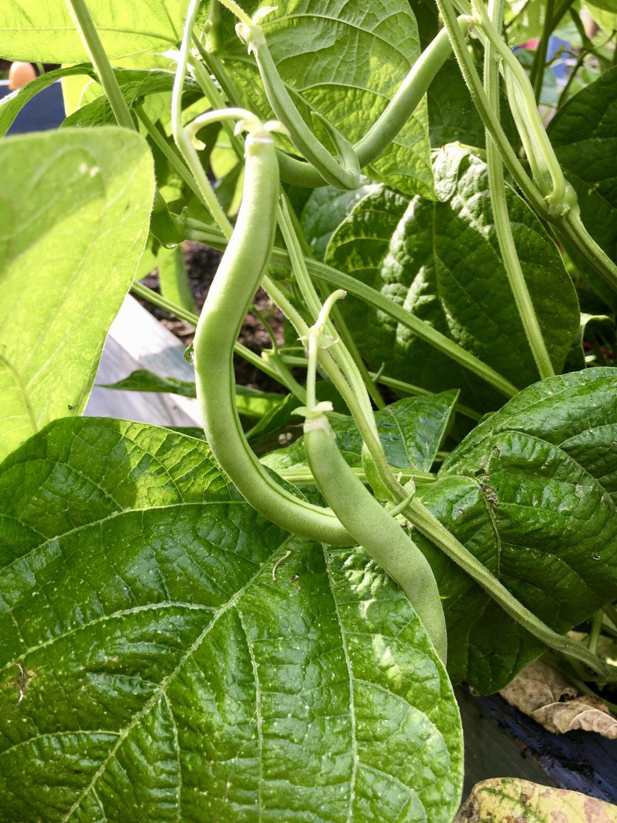 MCES beautiful, outdoor classroom is almost ready for harvesting by the students! <a href="/MiddleCreekES/">Middle Creek ES</a> <a href="/CFletcherMiller/">Caroline Miller</a> #schoolgardens