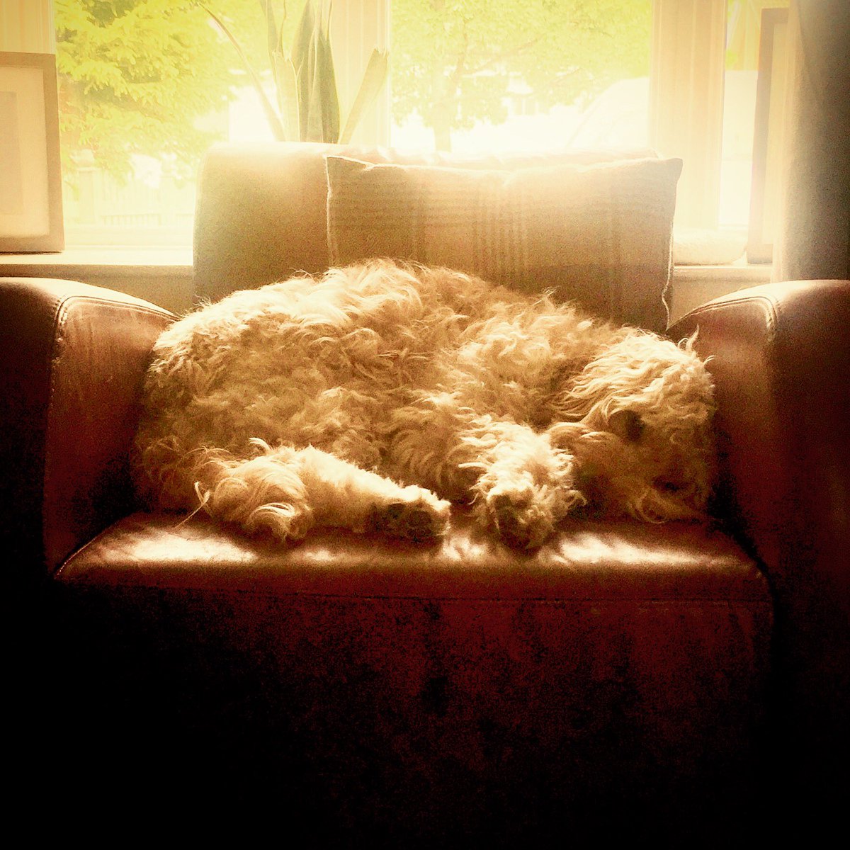 HectorCockapoo's tweet image. Afternoons for me are spent on my chair by the window where I dream of chasing squirrels.
#afternoonlight  #sleepingpuppy #sleeptight #afternoonnap #justdoit #friends #fluff #cutepup #supercute #cutepuppy #pup #puppy #modelpup #hansomepup #cockapoo #cockapoopuppy  #dogsoftwitter
