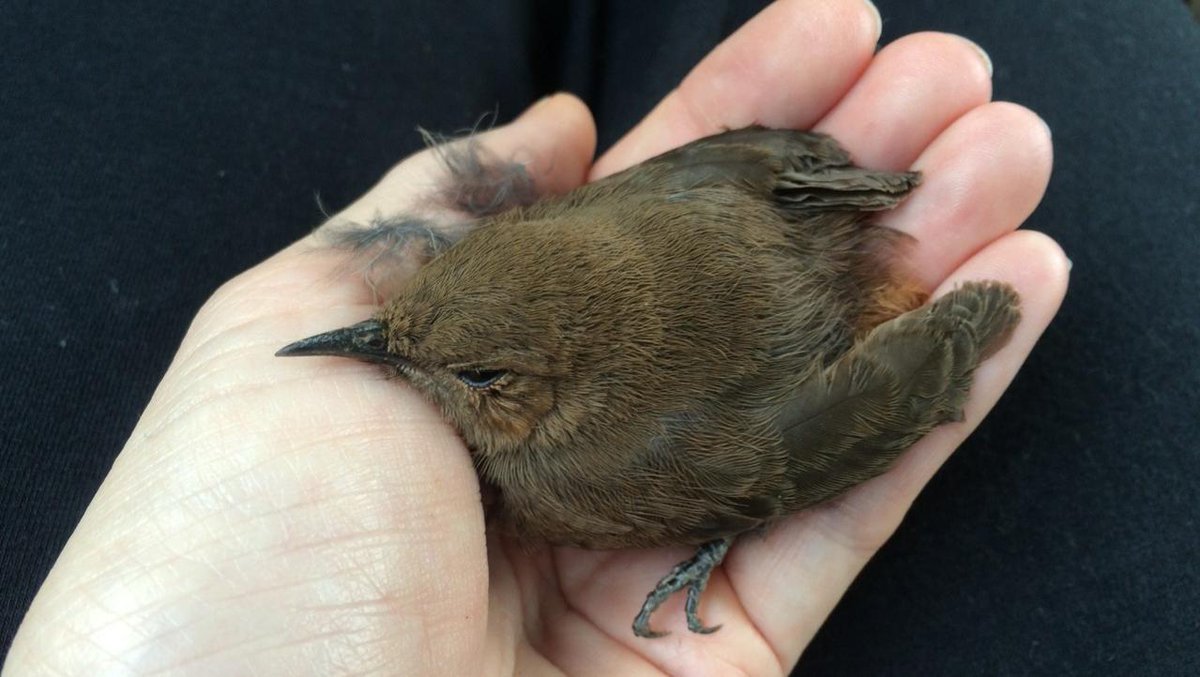 It's #babyanimal time of year! If you find a #babybird in a bad spot, move her to a safe place like under a bush. Put her close enough to where you found her so the momma can find her. #kindness #animalrescue #animalactivist  #fledgling #birds #wildlife #wildliferehab #wildanimal