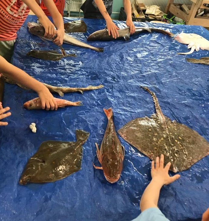 18 soorten vissen uit de Noordzee konden de kinderen vandaag bekijken, voelen en ruiken