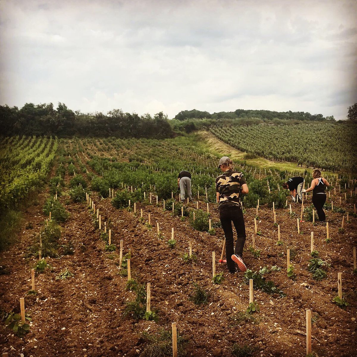 PiotSevillano's tweet photo. On est venu à bout des #mauvaisesherbes dans 30 ares de plants avec ma fine et courageuse équipe de #saisonniers! Merci à eux pour leur bonne volonté, ils ont joué les gros bras sous un soleil☀️ option #sauna ! Même pas besoin de #salledesport ce soir 😉#zeroherbicides #champagne https://t.co/wt7dNLNy5N