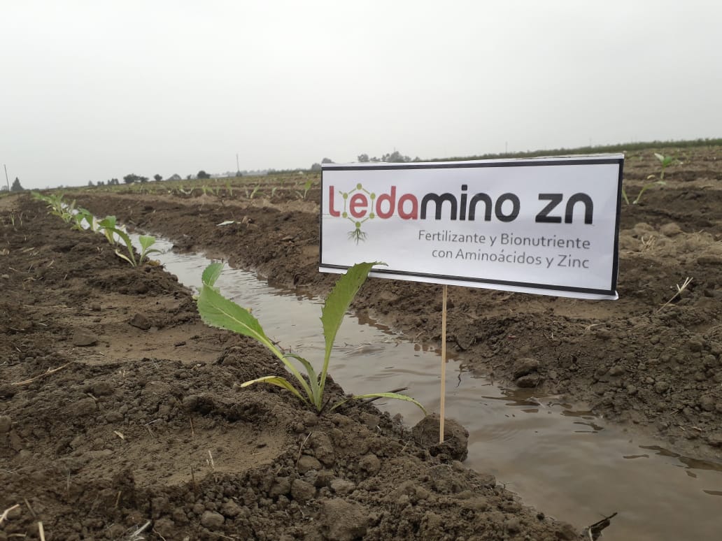 sobitec's tweet image. ¡Seguimos incrementando la producción de tus cultivos! Esta vez en cultivos de cebolla: Empleamos los aliados de cultivos: Ledafol, Trileda y Ledamino Zinc, fertilizantes y bioestimulantes.