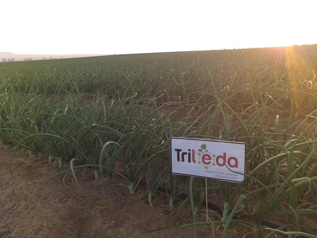 sobitec's tweet image. ¡Seguimos incrementando la producción de tus cultivos! Esta vez en cultivos de cebolla: Empleamos los aliados de cultivos: Ledafol, Trileda y Ledamino Zinc, fertilizantes y bioestimulantes.