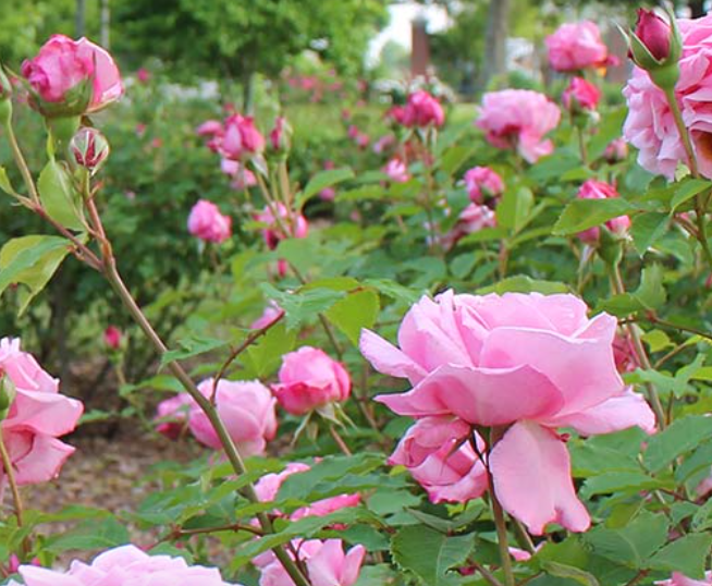 CityofFoley's tweet photo. Stop and smell the roses in Foley's downtown! #ExploreFoley #RoseTrail https://t.co/nOrRkNkpzW