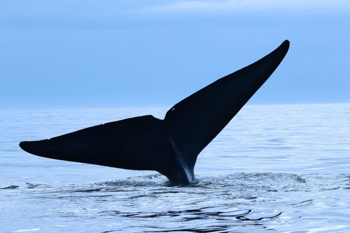AlaskanSuites's tweet image. You have to see the whales! Come visit Homer If you are not already here and watch the whales go by......if you haven't seen them before, it is something you have to witness. You must also drive down to the end of the Spit and get an up close view!