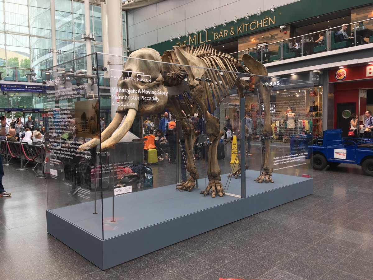 After a couple of very long nights, putting together this very large 3D jigsaw, Maharajah has set up camp in Manchester Piccadilly Station. His first outing in over 70 years! @McrMuseum #MMhellofuture #conservation #elephants #bellevuezoo