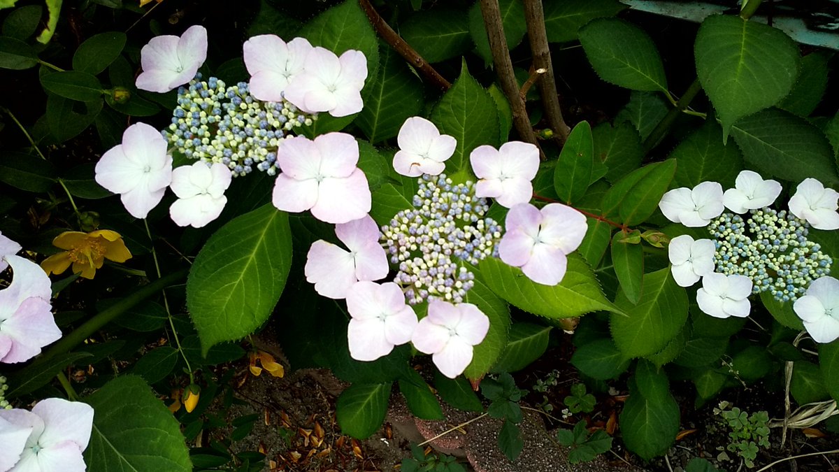 jerrym157's tweet photo. my mom's garden 🌼 https://t.co/PGskJ6QKkR