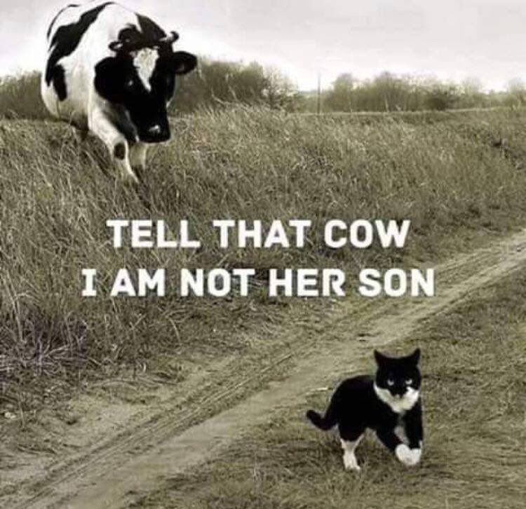 gpcoopagro's tweet image. Well, there is a slight resemblance....😉

#TuesdayChuckle
#MakingFriends