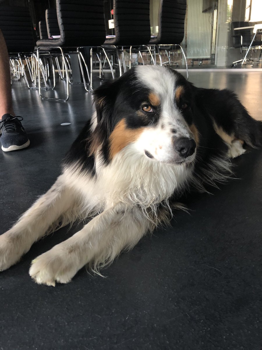 eakinsey's tweet image. Based solely off of the doggo I’d say the first Slack Platform Community is a success! #SPCBerlin #SlackPlatform #SlackConnected #SlackCommunity