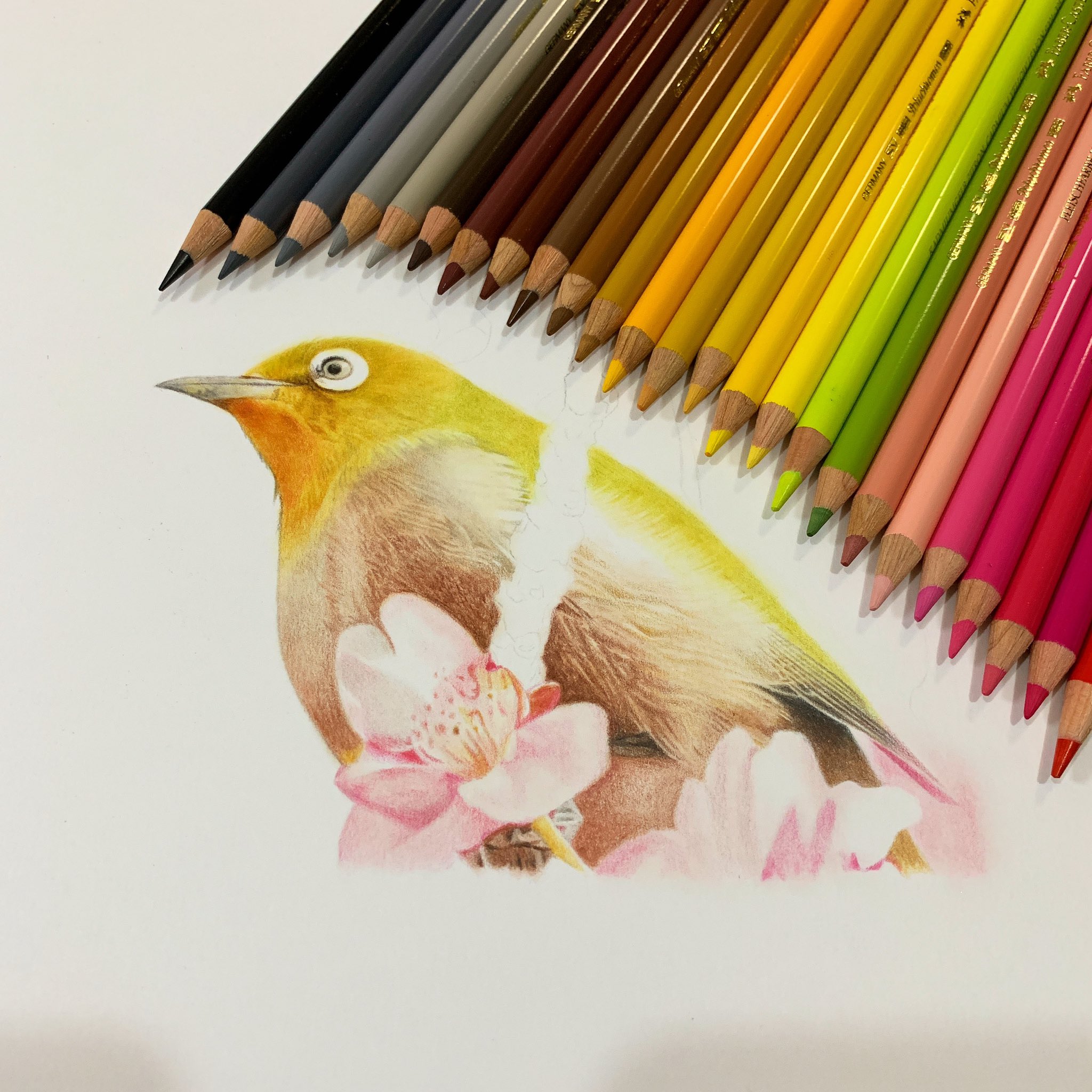 ここまる Sur Twitter メジロの色鉛筆画 少し進みました まだ背景もありますよ 色鉛筆画 メジロ ここまる Sur Twitter メジロの色鉛筆画 少し進みました まだ背景もありますよ 色鉛筆画 メジロ