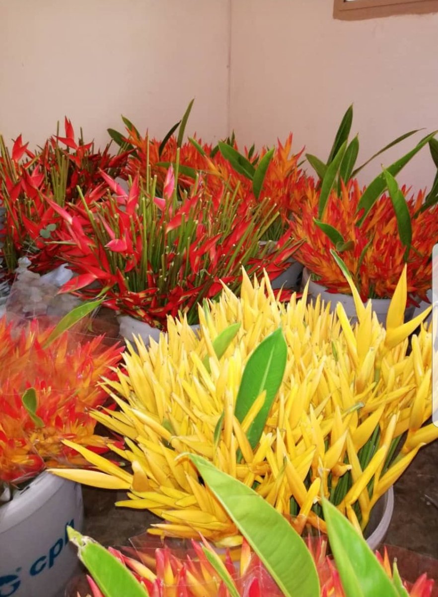 ChristaFarmBi's tweet photo. Getting ready for #IFTEX2019 with our beautiful #flowers at Oshwal Center #Nairobi
#Burundi represent
#agribusiness #AgribusinessTalk254
#WomeninBusiness
#farming
#exportflowers https://t.co/T5XWDttN2r