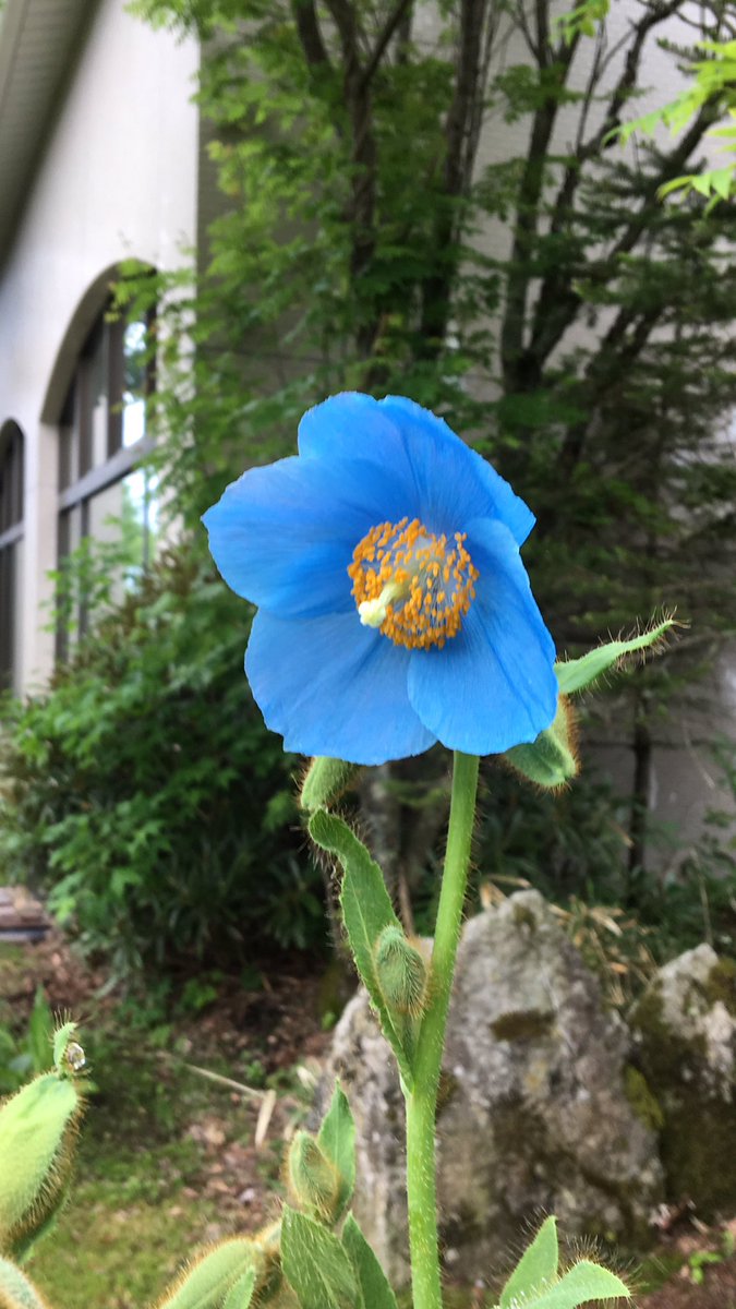 車山高原スカイパークホテル 青いケシの花が 咲き始めました 6月下旬ぐらいまで 楽しめそうです ひ 青いケシの花 ブルーポピー 車山高原スカイパーク 天空の楽園 幻のケシの花