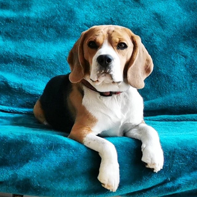 PabloOfGlasgow's tweet photo. Sometime, I just chill out...freaks the hoomans out!

#beaglesofglasgow #beagles #beagleface #hounddog #houndsofglasgow #RegalBeagle https://t.co/SckFJzInwL