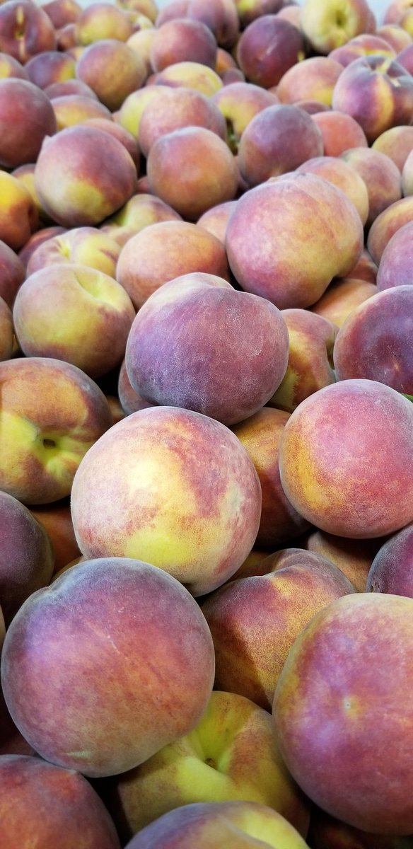 SimonianFruit's tweet photo. Spring Flame 21 yellow peaches have arrived! #SIMCO #SFC #SimonianFruit #YellowPeaches #Peach #Peaches #CaliforniaPeaches #SpringFlame21Peaches #SpringFlame21 #StoneFruit #TreeFruit #FreshFruit #CaliforniaFruit #FresnoCounty #SanJoaquinValley #CentralValley #California https://t.co/RyroYphWoD