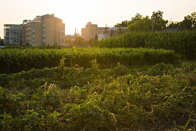 Mizzou's tweet image. #Mizzou is home to Sanborn Field, the oldest, most continuously used research plot west of the Mississippi River (and second oldest in the U.S.). Sanborn Field was also the site of landmark studies in where Aureomycin, the first tetracycline antibiotic, was discovered in 1945.