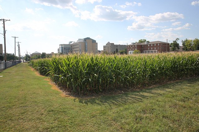 Mizzou's tweet image. #Mizzou is home to Sanborn Field, the oldest, most continuously used research plot west of the Mississippi River (and second oldest in the U.S.). Sanborn Field was also the site of landmark studies in where Aureomycin, the first tetracycline antibiotic, was discovered in 1945.