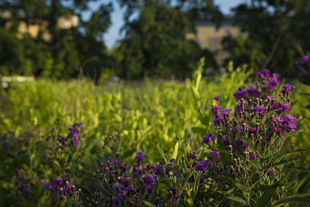 Mizzou's tweet image. #Mizzou is home to Sanborn Field, the oldest, most continuously used research plot west of the Mississippi River (and second oldest in the U.S.). Sanborn Field was also the site of landmark studies in where Aureomycin, the first tetracycline antibiotic, was discovered in 1945.