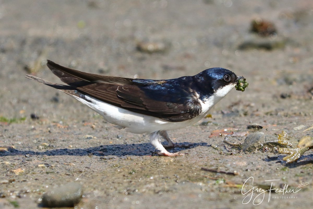 GreyFeatherPhot's tweet photo. House Martin collecting a ball of mud 

#housemartins #birds #nesting #bird #feathers #sightsofsummer #aberystwythbirds #birdsofaberystwyth #birdwatching #birdbehaviour #nestingseason #capturingthemoment 

@ukhousemartins @BBCSpringwatch @BBCEarth https://t.co/W3sZaRKzg2