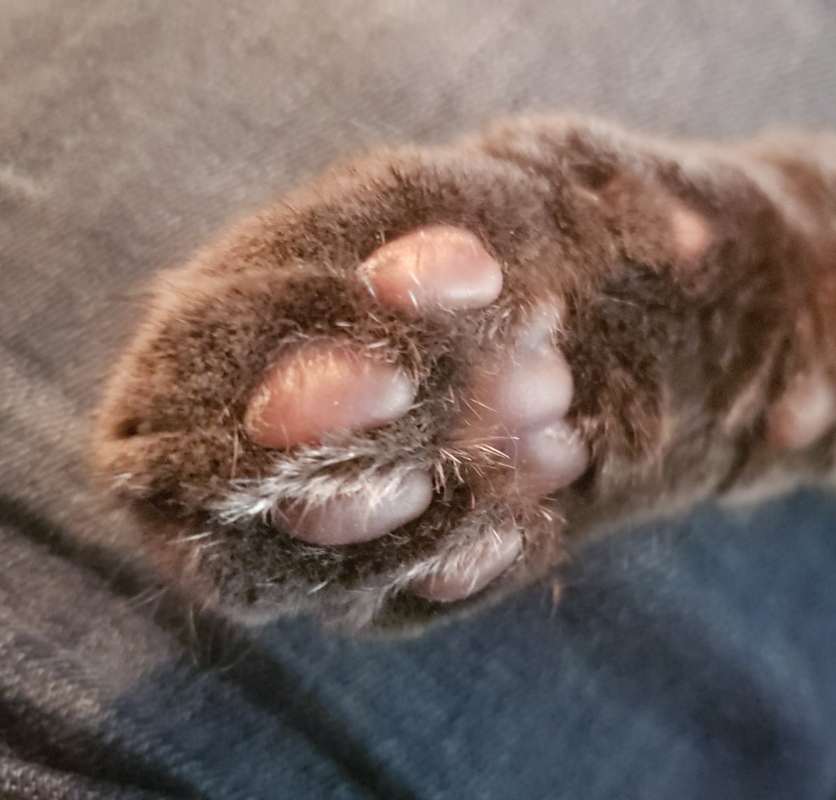 Nomadnyc2's tweet photo. @cat_binky @FaerieLightfoot Hi paw five pippin! Cuddles!🤗😻
#fosterblue
#adoptdontshop https://t.co/NKajJx28ho