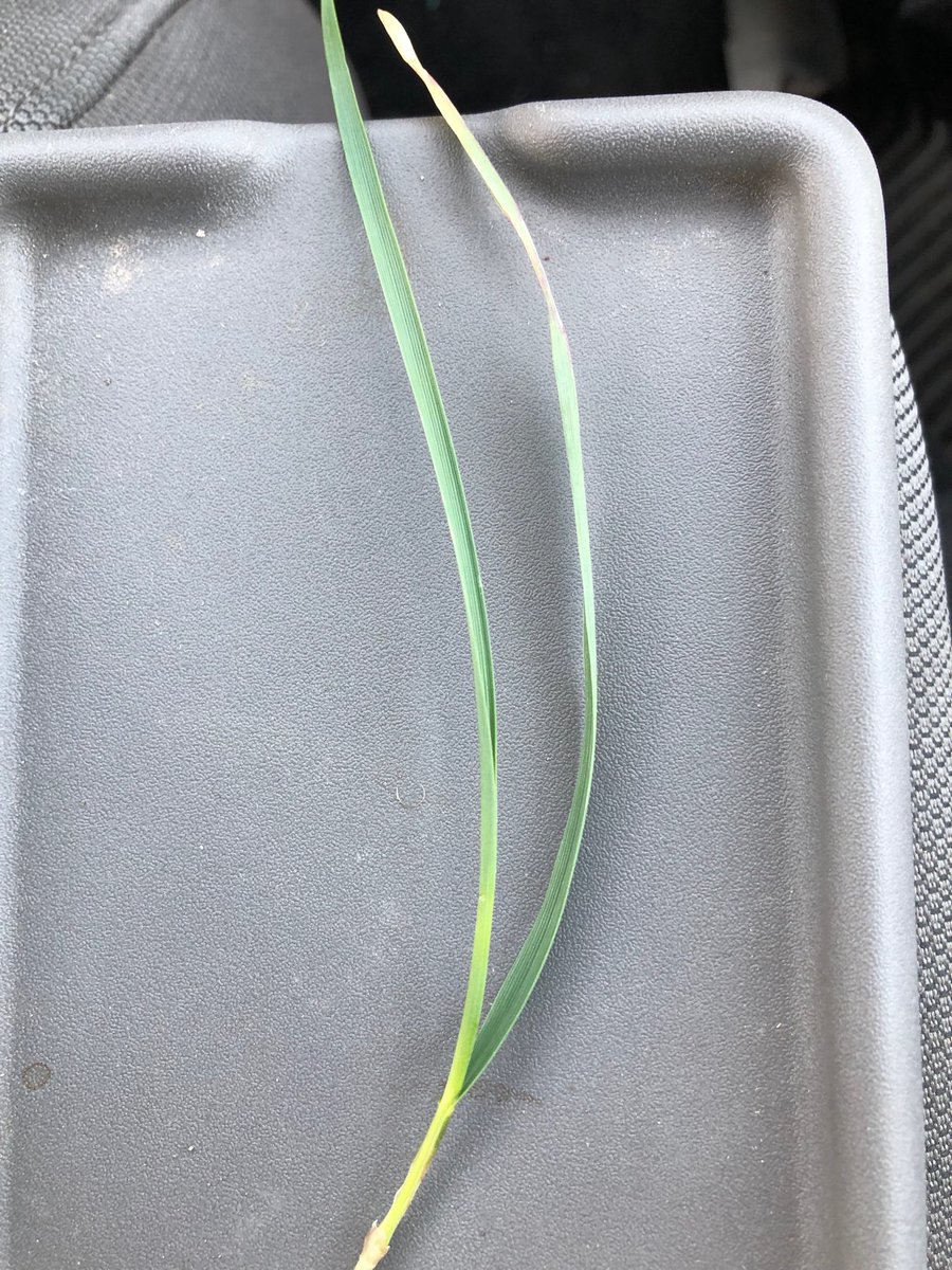 It’s been that kind of a spring where you have banding on a plant caused from both cold and heat.